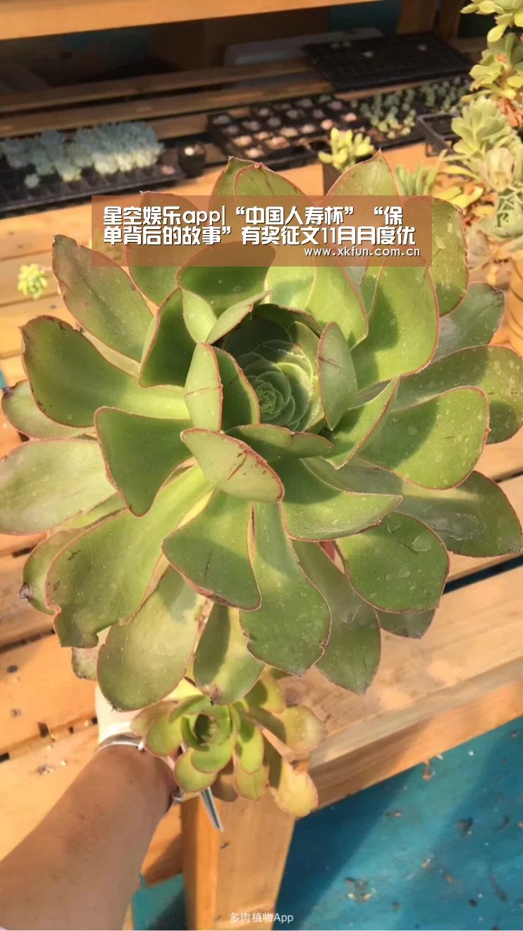星空娱乐app|“中国人寿杯”“保单背后的故事”有奖征文11月月度优秀奖揭晓(图1) 星空娱乐下载
